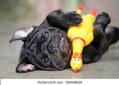Funny pug dog lying on concrete road with yellow chicken toy. - Shutterstock ID 560668624