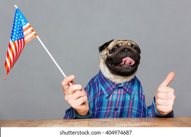 Funny pug dog with man hands in checkered shirt holding usa flag and showing thumbs up over grey background