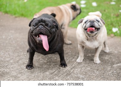 Funny Pug Dog In Mating Season.