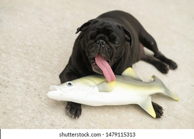 Funny Pug Dog Playing With Chinook Salmon Toy Model On Concrete Floor.