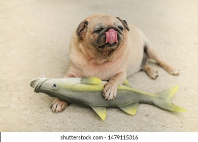 Funny Pug Dog Playing With Chinook Salmon Toy Model On Concrete Floor.