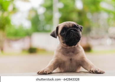small baby pug