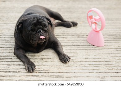 Funny Pug Dog Playing With Pink Fan On In Very Hot Day.