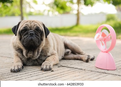 Funny Pug Dog Playing With Pink Fan On In Very Hot Day.