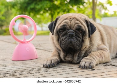 Funny Pug Dog Playing With Pink Fan On In Very Hot Day.