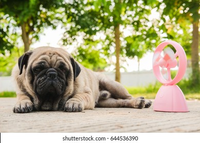 Funny Pug Dog Playing With Pink Fan On In Very Hot Day.