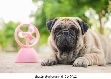 Funny Pug Dog Playing With Pink Fan On Very Hot Day.