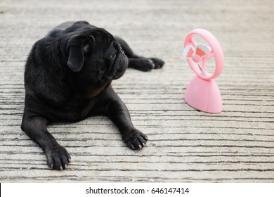 Funny Pug Dog Playing With Pink Fan On In Very Hot Day.