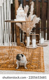 A Funny Pug Dog Is Sitting Next To A Table And A Wedding Cake In Anticipation Of The Holiday. The Dog Guards The Wedding Cake