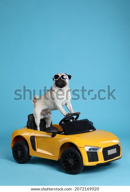 Funny pug dog with sunglasses in toy car on\
light blue background