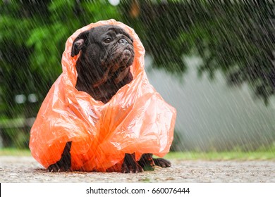 Funny pug dog wearing orange raincoat in raining day. - Shutterstock ID 660076444
