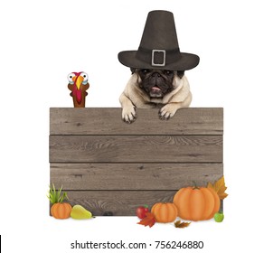 Funny Pug Dog Wearing Pilgrim Hat For Thanksgiving Day, With Blank Wooden Sign And Turkey, Isolated On White Background