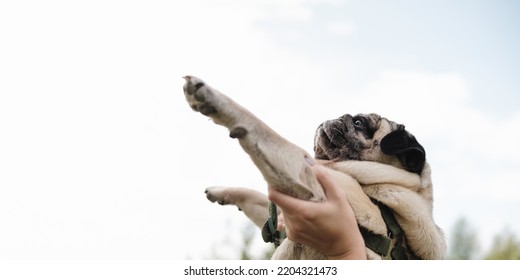 Funny Pug In Human Hands Up Against The Sky. Cute Pug Dog Portrait, Negative Space