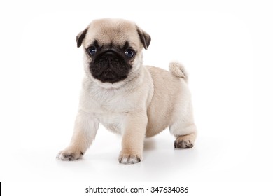 Cute Baby Cute Cutest Pug Pug Puppies
