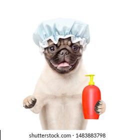 Funny Pug Puppy With Shower Cap Holding A Bottle Of A Shampoo. Isolated On White Background