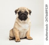 Funny pug puppy sitting in the studio on a white background.
Pug in the studio posing.
Beautiful purebred puppy.
Funny puppy with a black muzzle poses.
Photo session of a pug in the studio