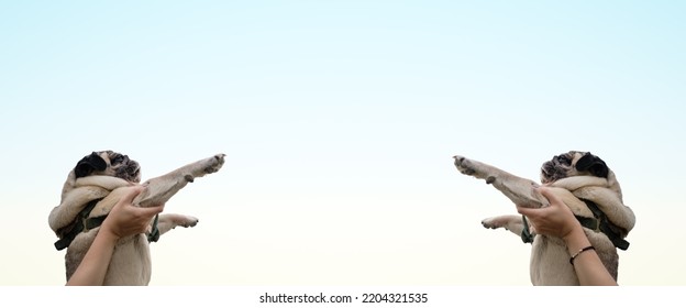 Funny Pugs In Human Hands Up Against The Blue Sky. Cute Pug Dog Portrait, Negative Space And Symmetry