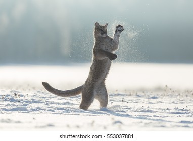 Funny Puma Cub Jumping In Snow
