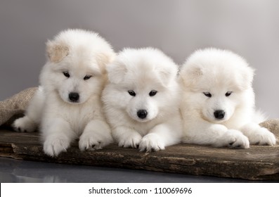 funny puppies of Samoyed dog (or Bjelkier)