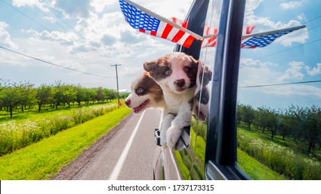 Funny puppies travel in cars around America