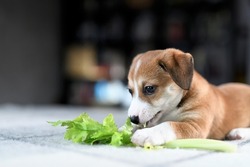 Funny Puppy Chewing A Celery Stick. Concept Of Healthy Food. Selective Focus Image. 