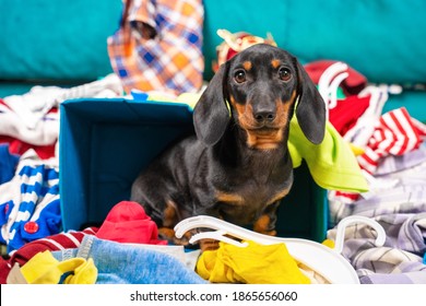 Funny puppy dachshund dog sorts things, sits in pile of clothes and thinks what to wear to an important event