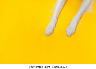 Funny Puppy Dog Border Collie Paws Close Up Isolated On Yellow Background. Pet Care And Animals Concept. Dog Foot Leg Overhead Top View. Flat Lay Copy Space Place For Text