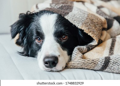 Funny Puppy Dog Border Collie Lying On Couch Under Plaid Indoors. Lovely Member Of Family Little Dog At Home Warming Under Blanket In Cold Fall Autumn Winter Weather. Pet Animal Life Concept