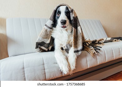 Funny Puppy Dog Border Collie Lying On Couch Under Plaid Indoors. Lovely Member Of Family Little Dog At Home Warming Under Blanket In Cold Fall Autumn Winter Weather. Pet Animal Life Concept