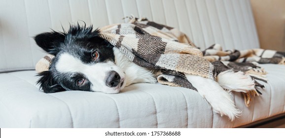 Funny puppy dog border collie lying on couch under plaid indoors. Lovely member of family little dog at home warming under blanket in cold fall autumn winter weather. Pet animal life concept