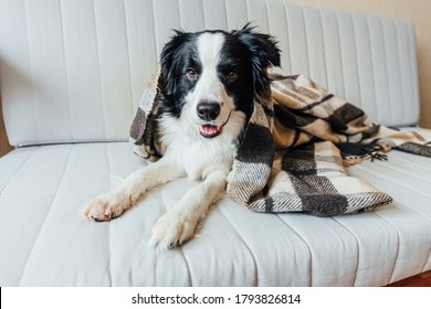 211,445 Dogs cold Images, Stock Photos & Vectors | Shutterstock