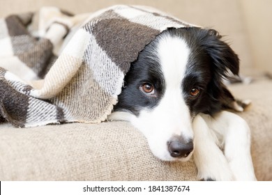 Funny Puppy Dog Border Collie Lying On Couch Under Plaid Indoors. Little Pet Dog At Home Keeping Warm Hiding Under Blanket In Cold Fall Autumn Winter Weather. Pet Animal Life Concept