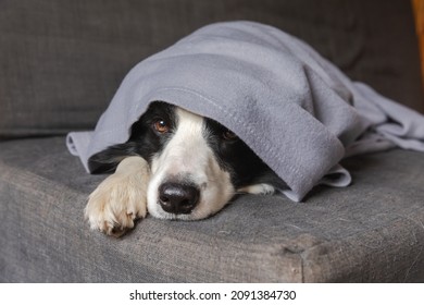 Funny Puppy Dog Border Collie Lying On Couch Under Plaid Indoors. Little Pet Dog At Home Keeping Warm Hiding Under Blanket In Cold Fall Autumn Winter Weather. Pet Animal Life Hygge Mood Concept