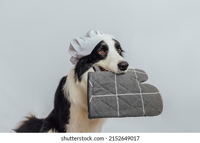 Funny Puppy Dog Border Collie In Chef Cooking Hat Holding Kitchen Pot Holder Oven Mitt In Mouth Isolated On White Background. Chef Dog Cooking Dinner. Homemade Food Restaurant Menu Cooking Process