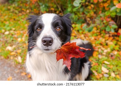 Funny puppy dog border collie with orange maple fall leaf in mouth sitting on park background outdoor. Dog sniffing autumn leaves on walk. Hello Autumn cold weather concept - Shutterstock ID 2176113077