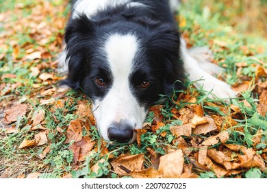 Funny Puppy Dog Border Collie Lying Down On Dry Fall Leaf In Park Outdoor. Dog Sniffing Autumn Leaves On Walk. Hello Autumn Cold Weather Concept