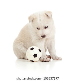 funny puppy dog playing with ball Adlı Stok Fotoğraf