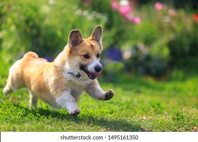 funny puppy dog red Corgi fun runs on green meadow sticking out language and raising paws