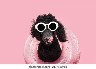 Funny Puppy Dog Summer. Poodle Licking It Lips With Tongue Wearing A Ring Inflatable. Isolated On Pink Pastel Background