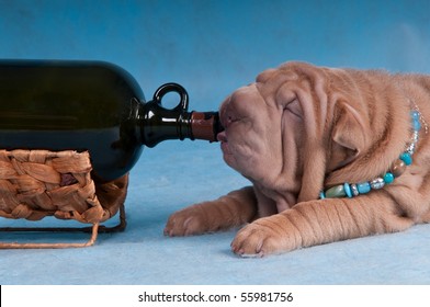 Funny Puppy is Drinking Wine from the Bottle
