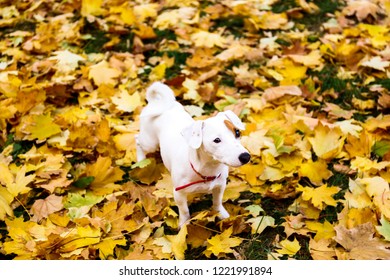 Imagenes Fotos De Stock Y Vectores Sobre Perro Sin Fondo