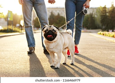 Funny Puppy Of Pug Sitting On Floor Near Couple Owners Feet On Concrete Walkway At Park. Female & Male Walking Young Pure Breed Pedigree Dog On Leash, Sunset Light. Background, Copy Space, Close Up.