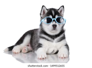 Funny Puppy Of Siberian Husky In Glasses