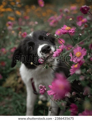 Funny puppy sitting among the pink flowers and catching petals. Black and white border collie on blossoming meadow . High quality vertical photo