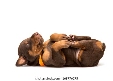 Funny Puppy Sleeping Upside Down Isolated On White Background