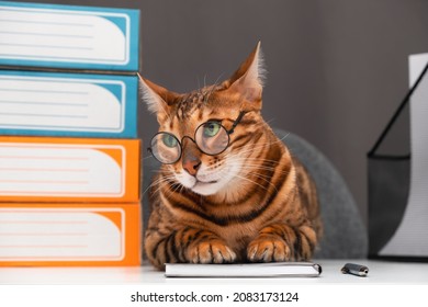 Funny Purebred Beautiful Bengal Cat Wearing Eye Glasses At Office Table, Working On Dark Gray Background.Creative Photo Of Animal, Pet.Professor, Employee Concept.Copy Space For Text.