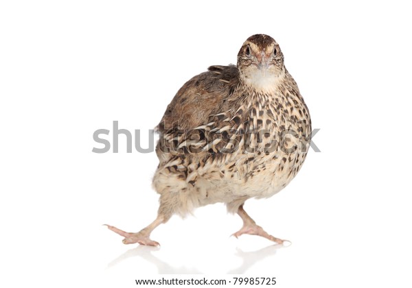 Funny Quail Posing On White Background Stock Photo Edit Now 79985725