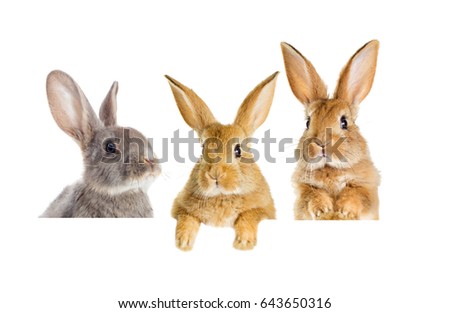 Funny rabbit peeking