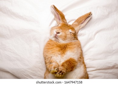 Rabbit Bed Images Stock Photos Vectors Shutterstock