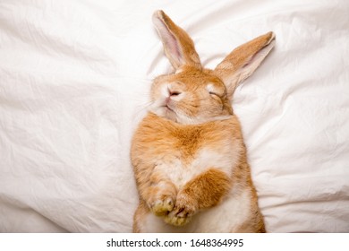 Rabbit coniglietto